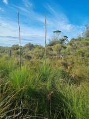 Xanthorrhoea fulva