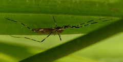 Amphineurus