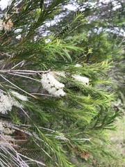 Melaleuca armillaris