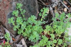 Alchemilla arvensis