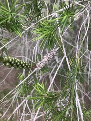 Melaleuca armillaris