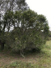 Melaleuca armillaris