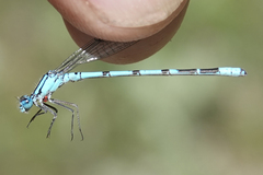 Enallagma annexum