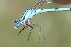 Enallagma annexum