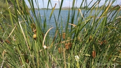 Typha laxmannii