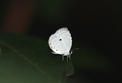 Neopithecops zalmora