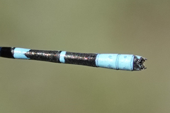 Enallagma annexum