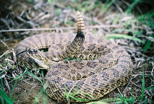 Prairie Rattlesnake photographed in Iowa