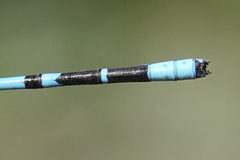 Enallagma annexum