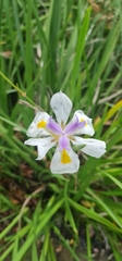 Dietes grandiflora