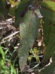 Eucalyptus camaldulensis
