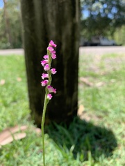 Spiranthes australis