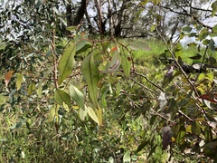 Eucalyptus camaldulensis