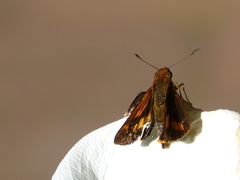 Cephrenes augiades