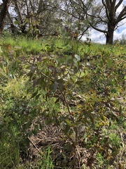 Eucalyptus camaldulensis