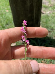 Spiranthes australis