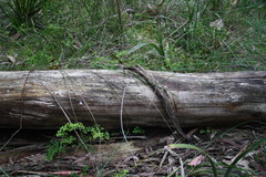 Adiantum aethiopicum