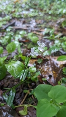 Murdannia loriformis