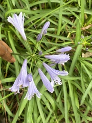 Agapanthus
