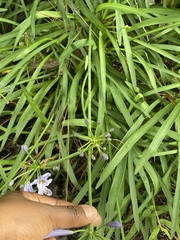 Agapanthus