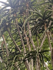 Aloidendron barberae