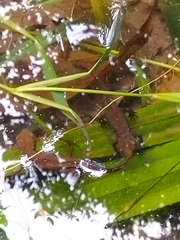 Paramesotriton hongkongensis