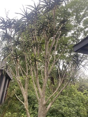 Aloidendron barberae