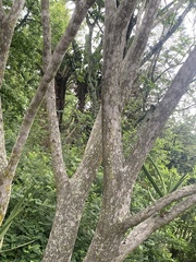 Aloidendron barberae