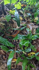 Grypothrix triphylla