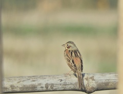 Emberiza fucata