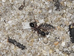 Camponotus intrepidus