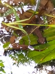 Paramesotriton hongkongensis
