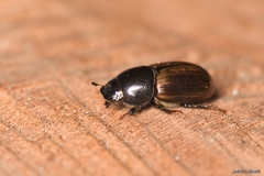 Aphodius foetidus