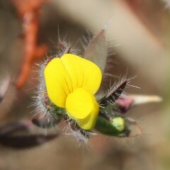 Lotus angustissimus