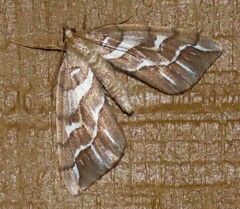 Chalastra aristarcha