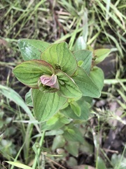 Hypericum tetrapterum
