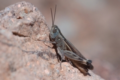 Ramburiella hispanica