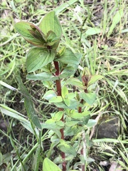 Hypericum tetrapterum