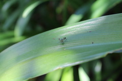 Austrosciapus connexus