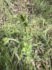 Hypericum tetrapterum