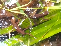 Paramesotriton hongkongensis