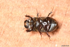 Aphodius foetidus