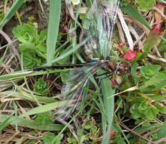 Hemicordulia armstrongi