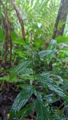 Achyranthes