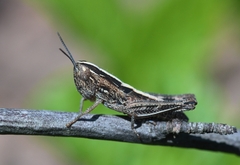 Ramburiella hispanica