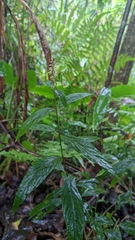 Achyranthes