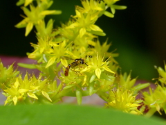 Sphaerophoria macrogaster