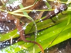 Paramesotriton hongkongensis