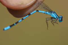 Enallagma annexum