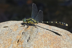Hemigomphus heteroclytus